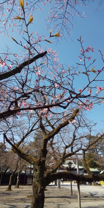 3月11日  「いのちの日」・「水注」・「大寒桜」_b0255824_17000240.jpg