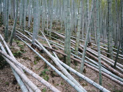 幻の白い「長生たけのこ」 秘密のたけのこ畑を現地取材 後編:毎年行われる間伐作業で活性化させます_a0254656_16442754.jpg