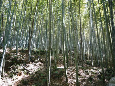 幻の白い「長生たけのこ」 秘密のたけのこ畑を現地取材 後編:毎年行われる間伐作業で活性化させます_a0254656_16522277.jpg