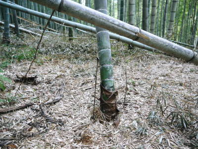 幻の白い「長生たけのこ」 秘密のたけのこ畑を現地取材 後編:毎年行われる間伐作業で活性化させます_a0254656_18193497.jpg
