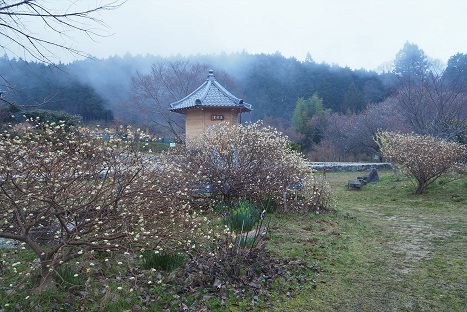 霧が流れる花の咲く山麓　　高天原_c0303868_14251781.jpg