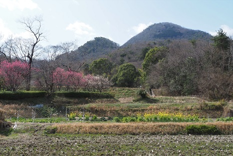 霧が流れる花の咲く山麓　　高天原_c0303868_14280739.jpg