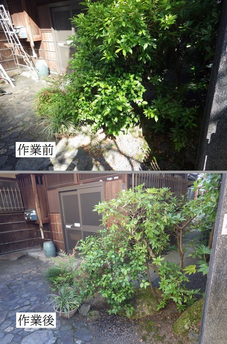 マルバヒイラギ生垣剪定 京都市庭木剪定 庭 佳niwaka 庭木1本からの植木屋