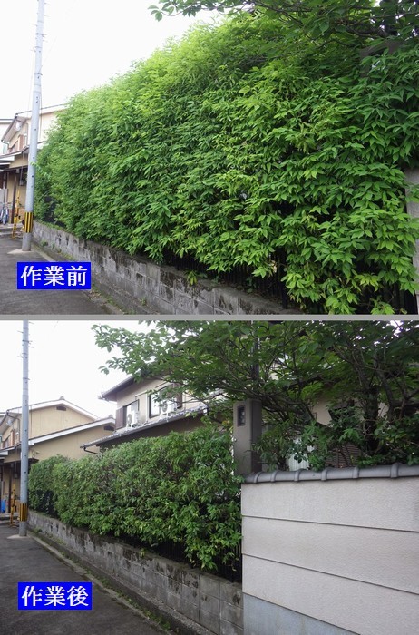 シラカシの生垣 高さ下げ 剪定 京都市庭木剪定 庭 佳niwaka 庭木1本からの植木屋