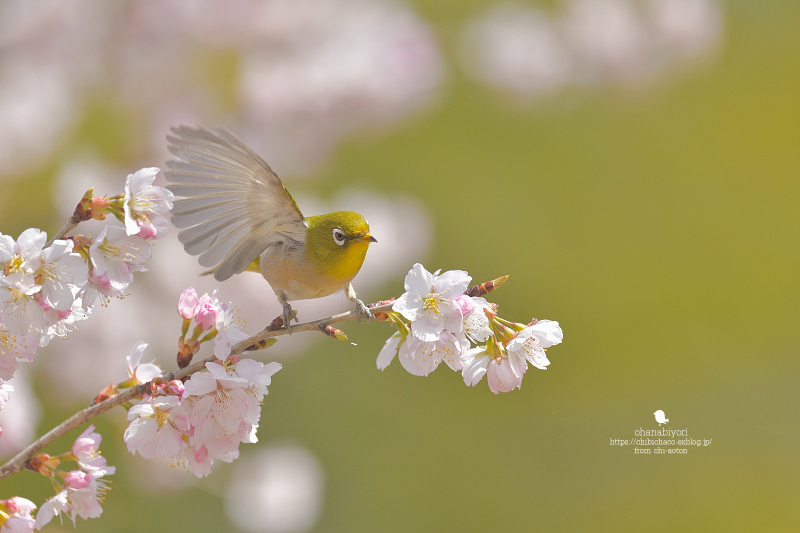 春ですよ お花びより