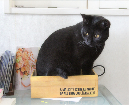 猫のお風呂_a0389088_06322379.jpg