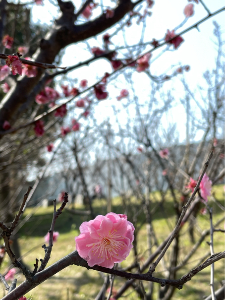 春の気配があちこちに_f0377688_15051644.jpg