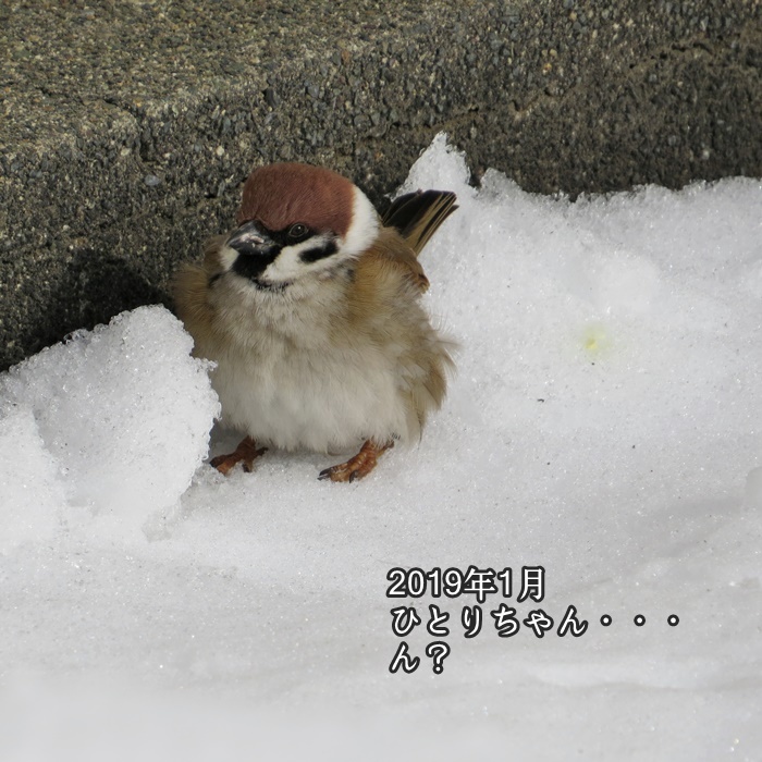 スズメで涙 7 手ぬぐいとかめら