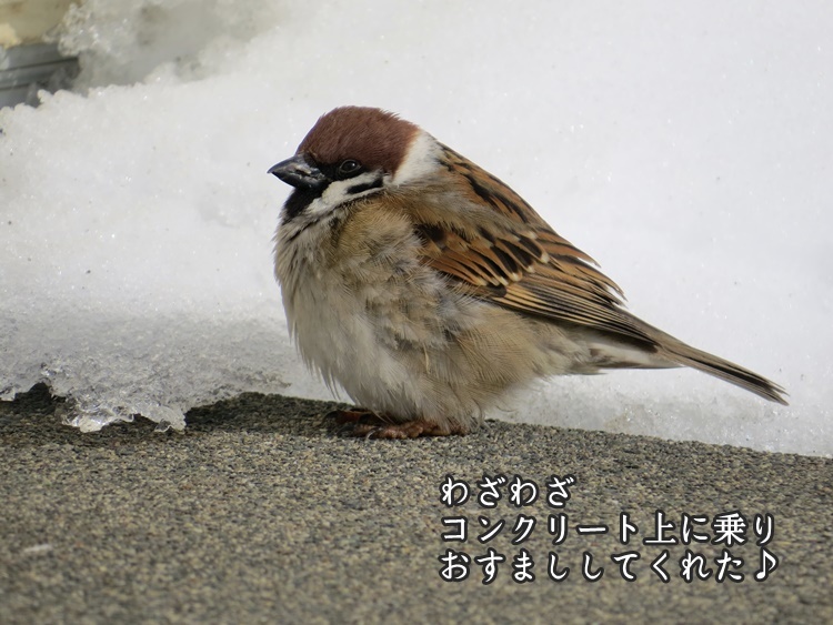 スズメで涙 7 手ぬぐいとかめら