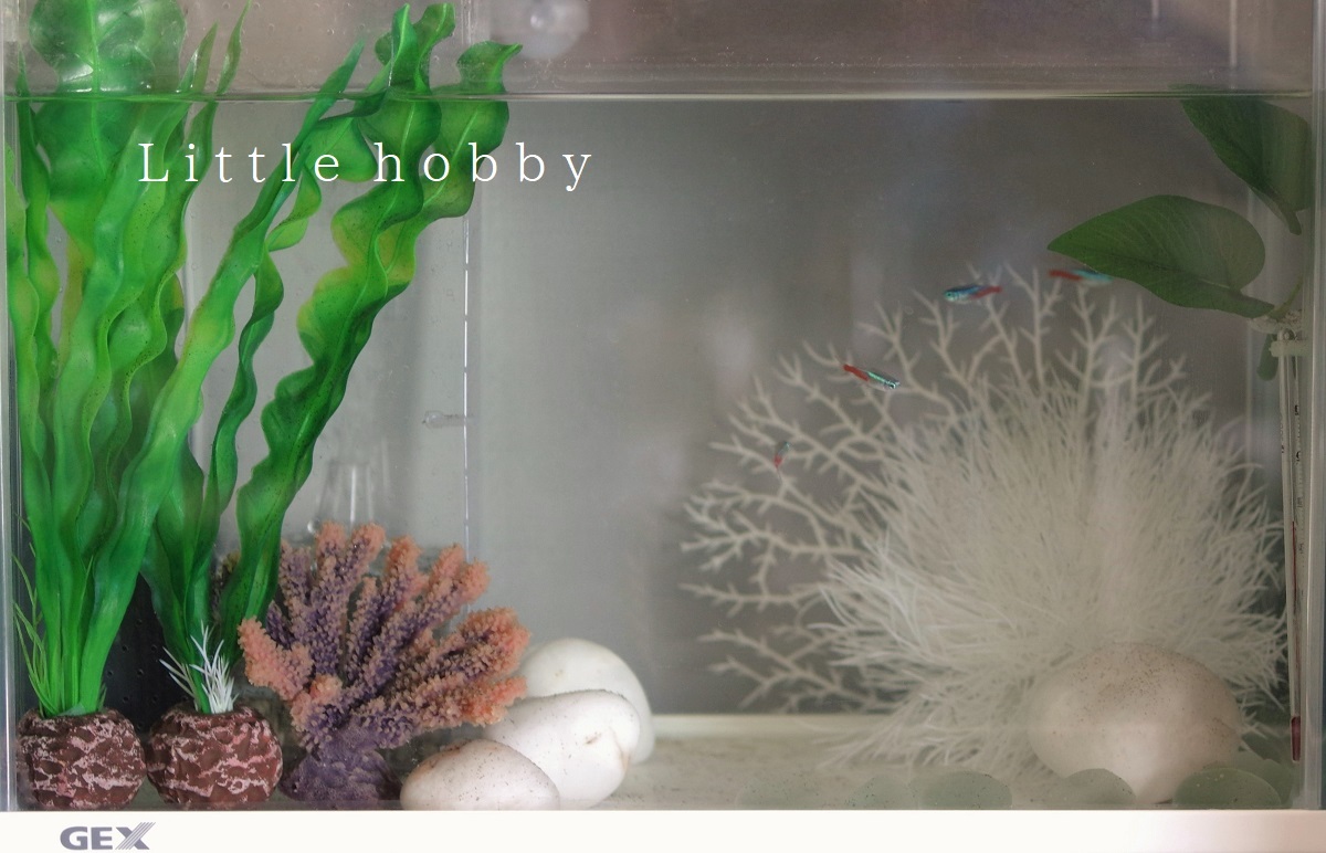 ネオンテトラ飼育はじめました Little Hobby ネオンテトラ飼育はじめました Little Hobby