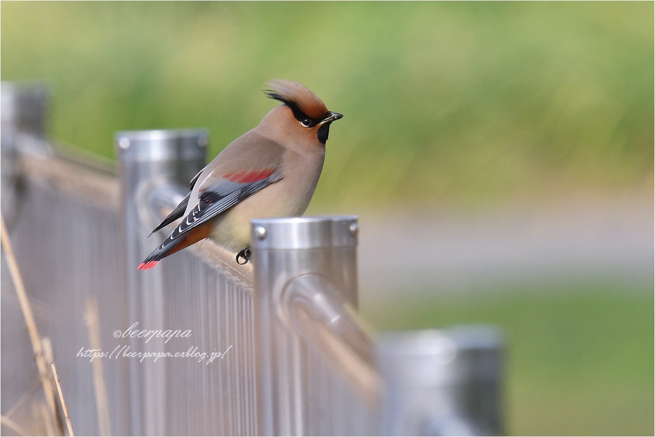 きょうの鳥さんたち_a0076493_16502373.jpg