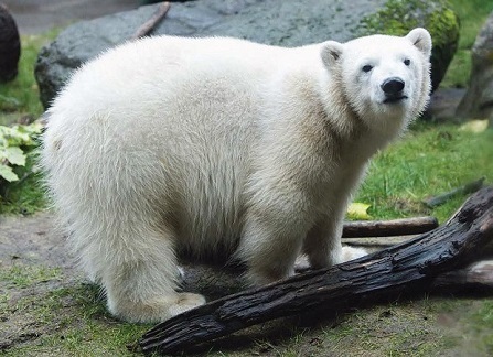 アメリカ ユタ州 ソルトレイクシティ ホーグル動物園のノーラ Nora がオレゴン州ポートランドのオレゴン動物園に戻る Polarbearology Conjectaneum アメリカ ユタ州 ソルトレイクシティ ホーグル動物園のノーラ Nora がオレゴン州ポートランドのオレゴン動物園に戻る Polarbearology Conjectaneum