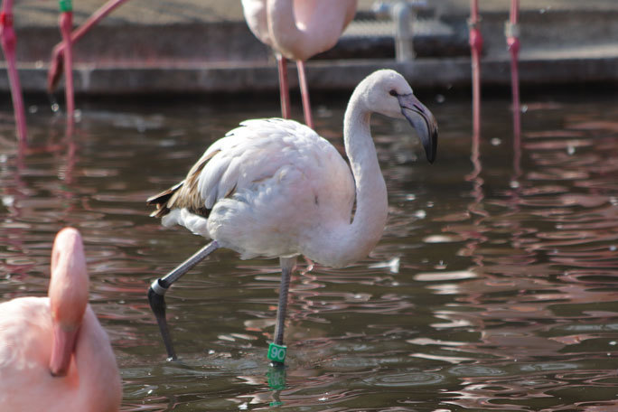 オオフラミンゴの若鳥 多摩動物公園 February 続々 動物園ありマス