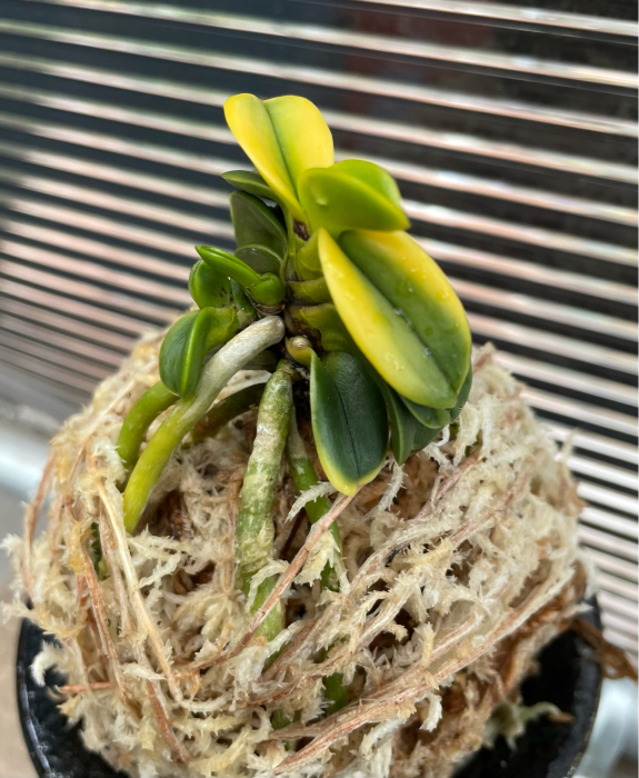 玉聖系 : □ サムライ オーキッド □ 富貴蘭 セレクトショップ