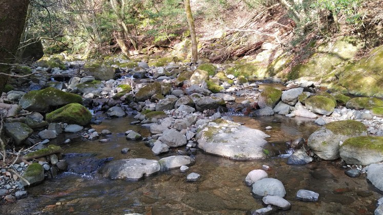 狩野川支流持◯川にて_d0168318_15554840.jpg