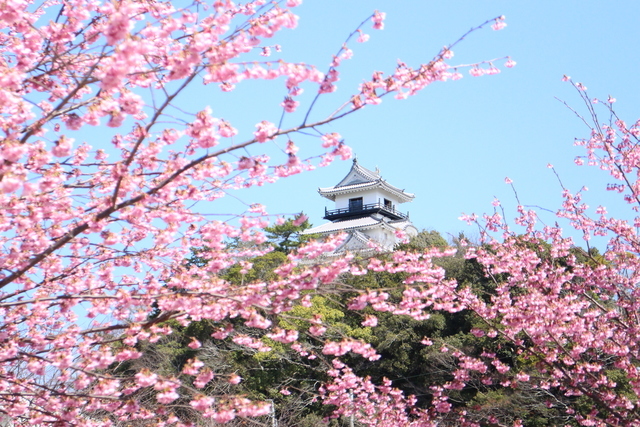 桜の季節♪_a0253729_15462575.jpg