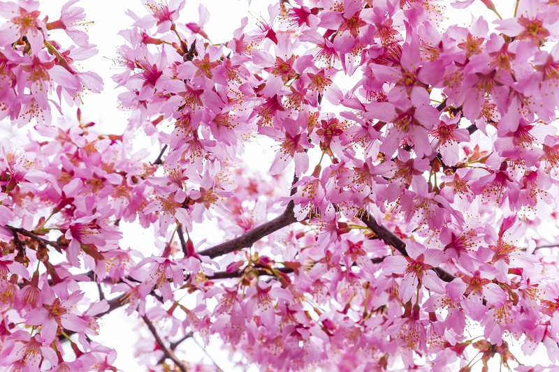 Prologue!　2021桜咲く京都　長徳寺のオカメ桜_f0155048_22572888.jpg