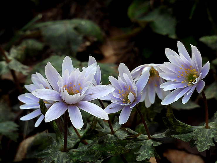 ユキワリイチゲ_f0214649_05115801.jpg
