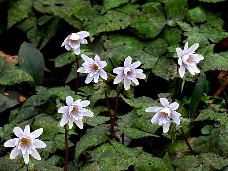 ユキワリイチゲ_f0214649_05120404.jpg