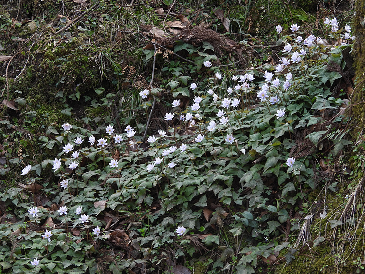 ユキワリイチゲ_f0214649_05122553.jpg