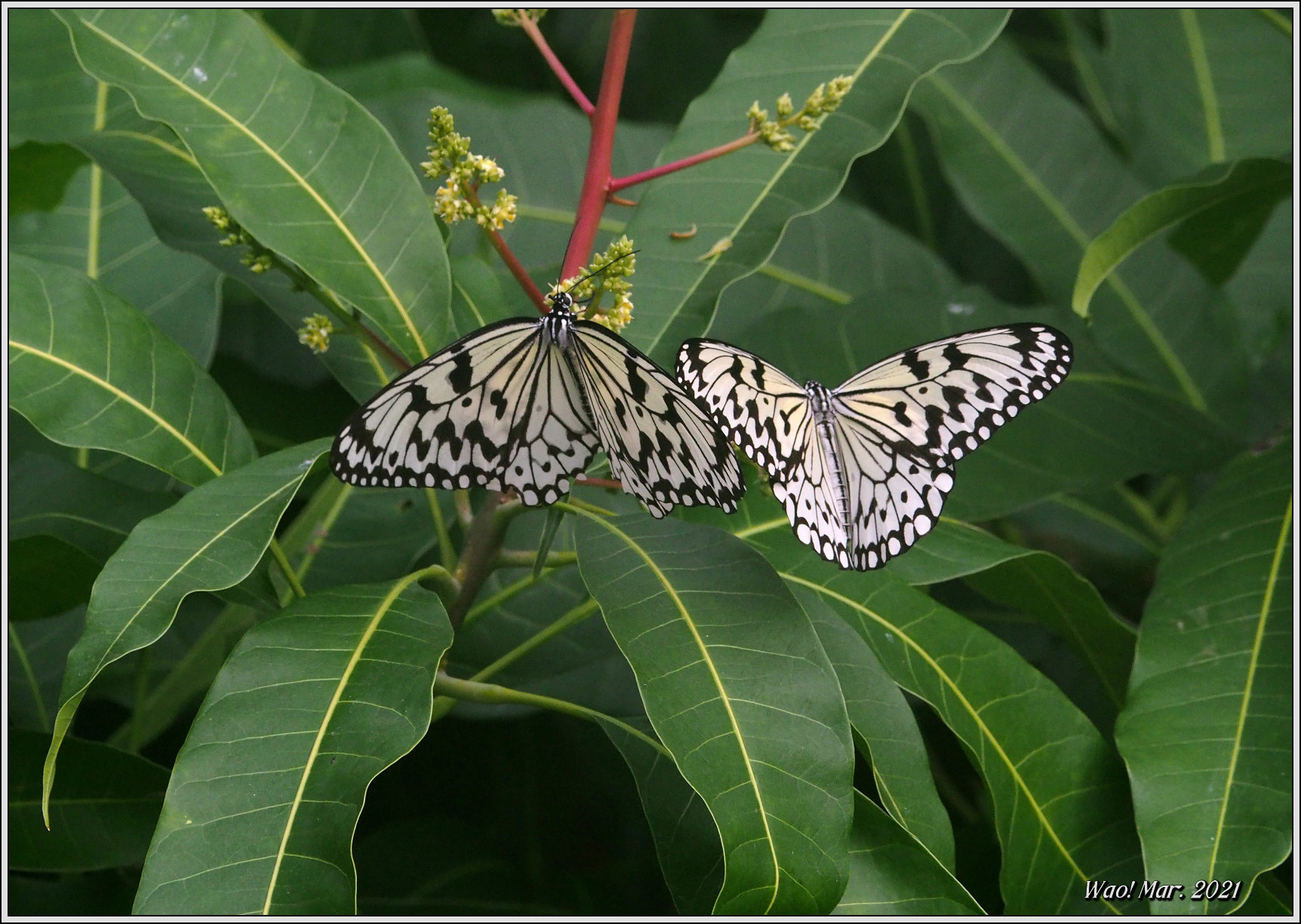 大形の蝶オオゴマダラ 野鳥の素顔 野鳥と日々の出来事