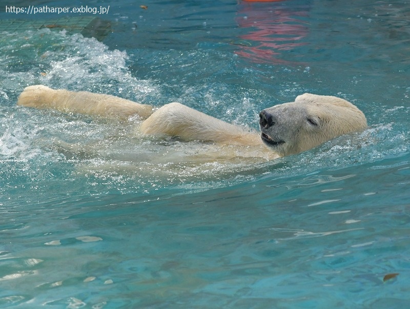 ２０２１年２月　天王寺動物園　その１_a0052986_07433496.jpg