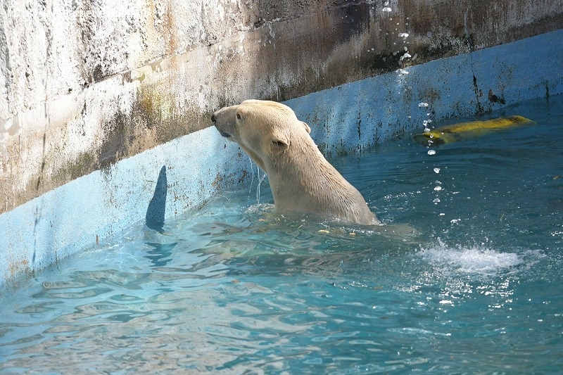 ２０２１年２月　天王寺動物園　その１_a0052986_07443116.jpg