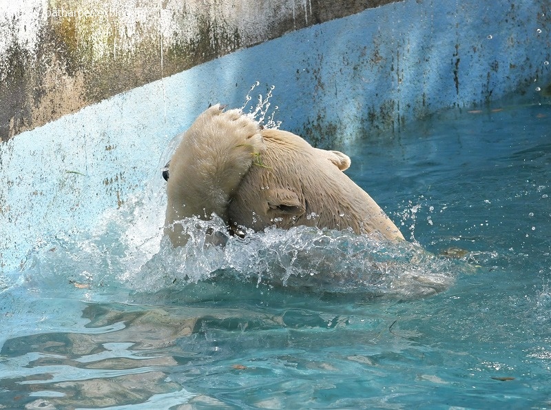 ２０２１年２月　天王寺動物園　その１_a0052986_07443365.jpg