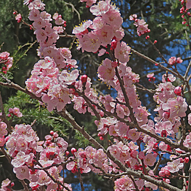 アンズの花 樹木見て歩き