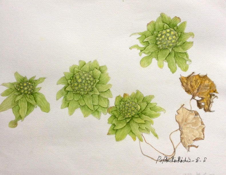 やっと完成 蕗の薹 風のとおる家から やっと完成 蕗の薹 風のとおる家から