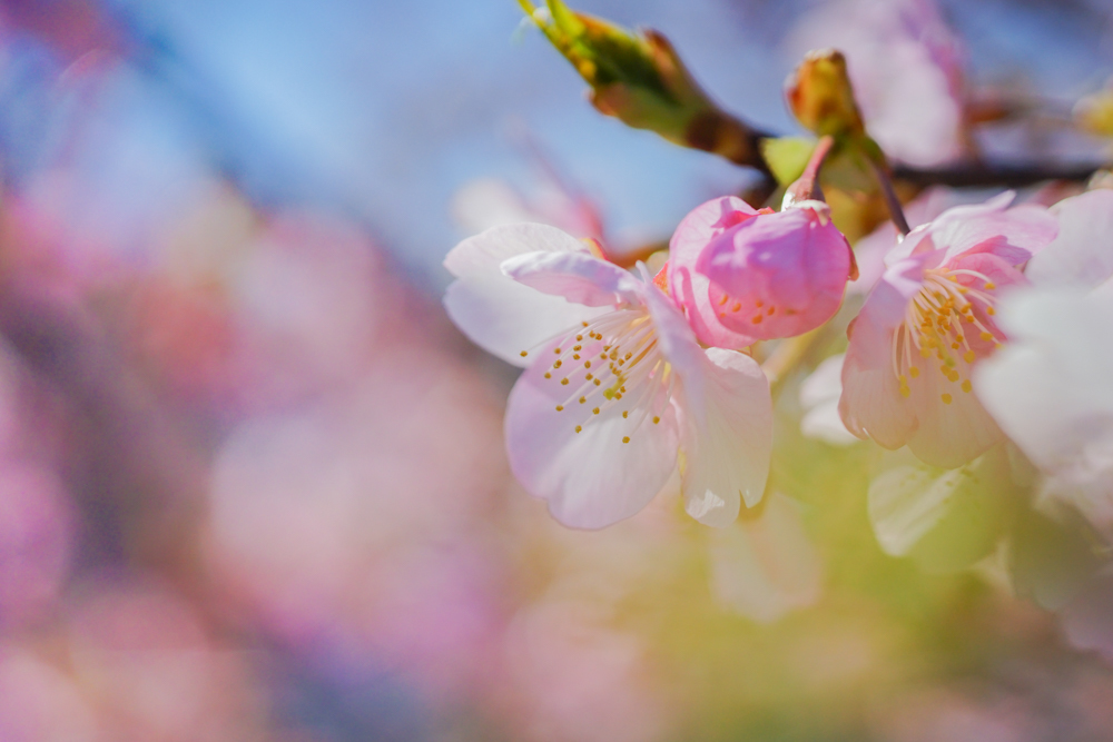 河津桜（白山市）_c0220824_10255296.jpg