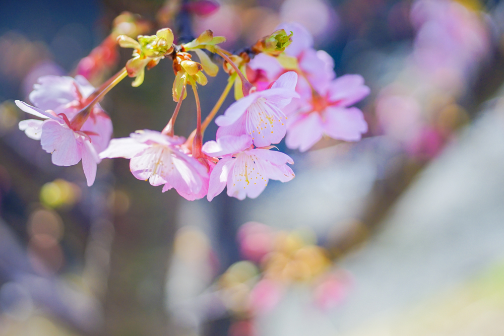 河津桜（白山市）_c0220824_10255832.jpg