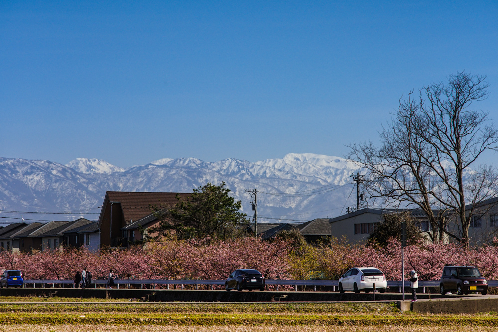 河津桜（白山市）_c0220824_10260885.jpg