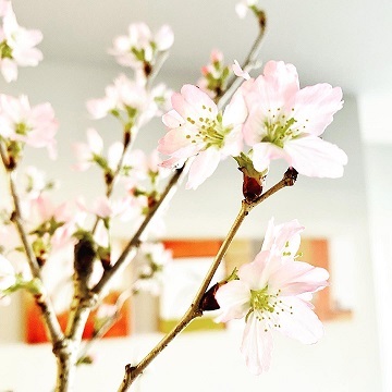 桜咲く_c0051529_18352288.jpg