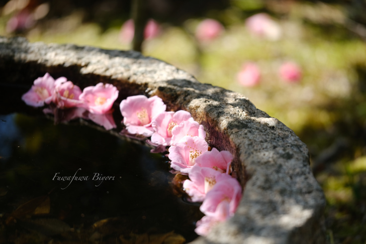 桃色の花 ふわふわ日和 桃色の花 ふわふわ日和