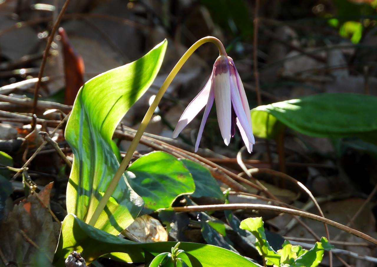 スーパー咲きたて　カタクリの花_c0305565_17383162.jpg