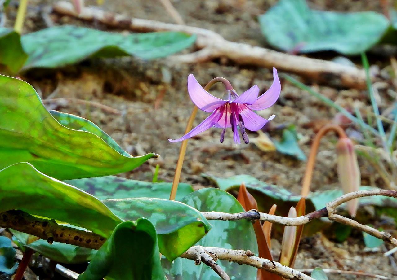 スーパー咲きたて　カタクリの花_c0305565_17395778.jpg