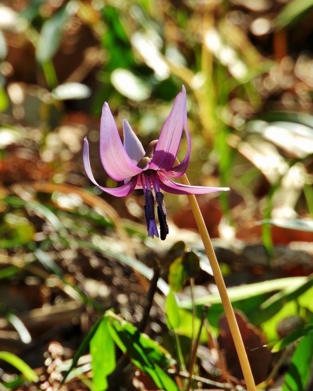 スーパー咲きたて　カタクリの花_c0305565_17412132.jpg