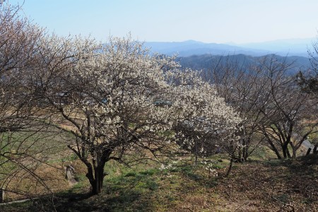 大峰の見える花の山麓　　御所市_c0303868_08455771.jpg