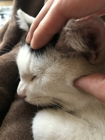 子猫は何でできている？／伊COVID-19(12/03/2021)_a0136671_20270977.jpg