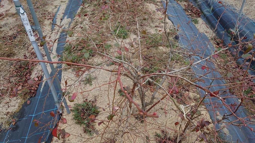 2021雪害で折れた露地植えブルーベリー主枝の修復 in 周南市_d0358272_16355807.jpg