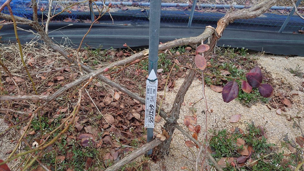 21雪害で折れた露地植えブルーベリー主枝の修復 In 周南市 初めてのブルーベリー栽培記 21雪害で折れた露地植えブルーベリー主枝の修復 In 周南市 初めてのブルーベリー栽培記