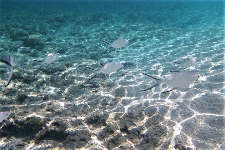 沖縄 魚たち 慶良間諸島の座間味島で ケラマブルー を体感してみた 沖縄発 リーマン経営診断トラベラー 俺流はこれだ