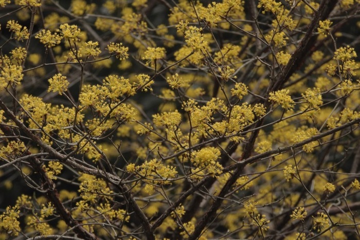 値下げ】 黄色の花4種 金木犀 イランイラン 向日葵 蝋梅 お香 線香 インセンス