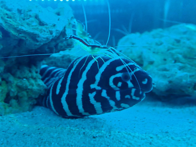 ゼブラウツボとアカシマシラヒゲエビ(アクアパーク品川)_b0355317_20411811.jpg