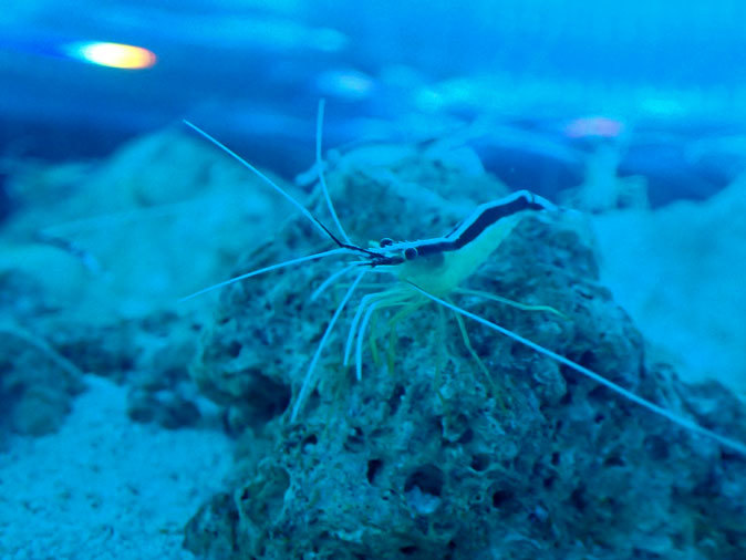 ゼブラウツボとアカシマシラヒゲエビ(アクアパーク品川)_b0355317_20425614.jpg