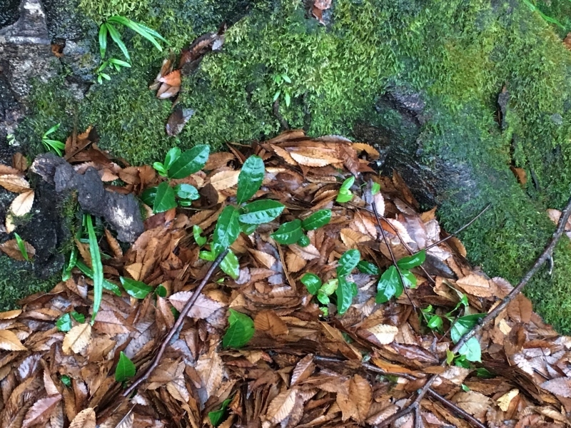 瀬戸の茶の葉_b0220318_08590008.jpg