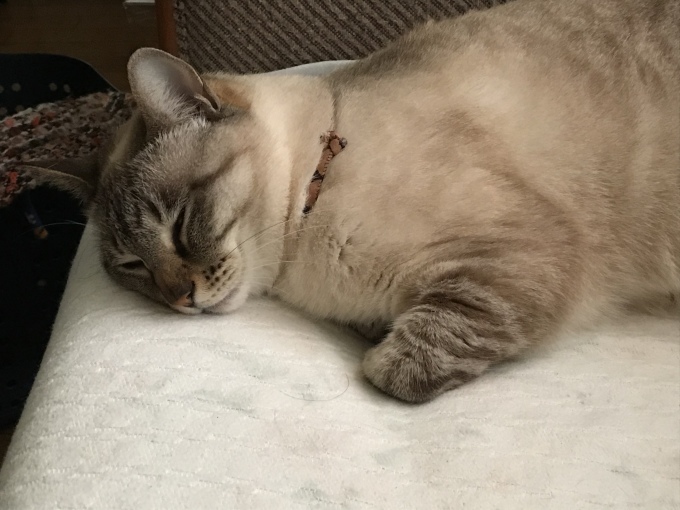 来てますね、春_d0101846_18521228.jpeg