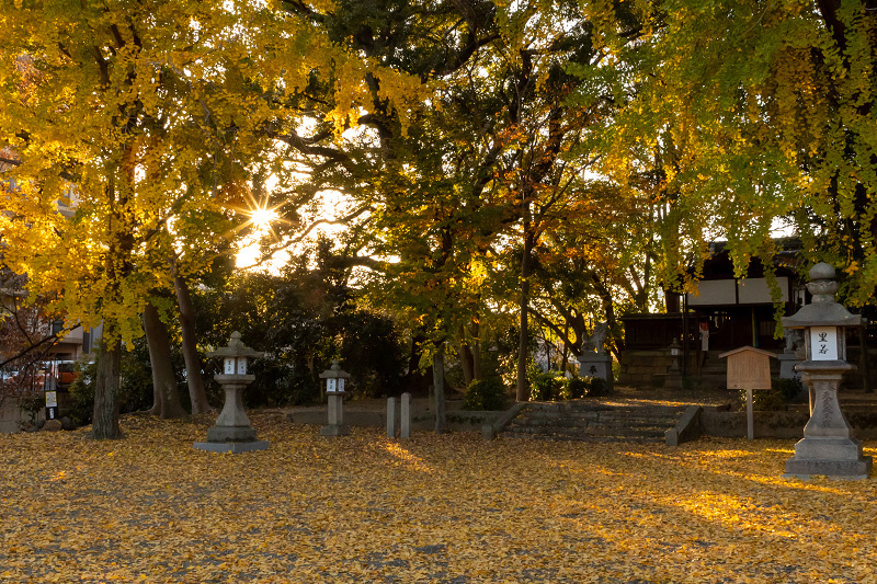 2020紅葉きらめく京都　黄色い絨毯（三栖神社）_f0155048_00063263.jpg