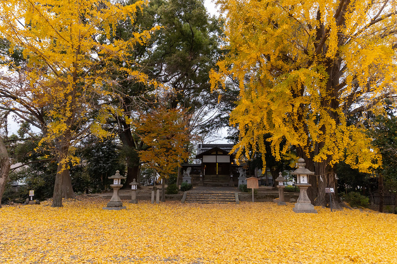 2020紅葉きらめく京都　黄色い絨毯（三栖神社）_f0155048_00092660.jpg
